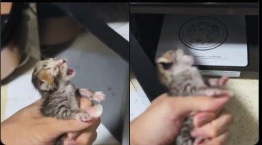 MarkRob84's tweet image. The Chinese scumb has squeezed the poor creature. Why do they do such acts? Is it just for getting some views on social media, #TikTok? These people are morons and evil disguised as human beings!
#StopAnimalsCruelty #Compassion

@vagitableunited @ev_edward2 @yuka_riko03