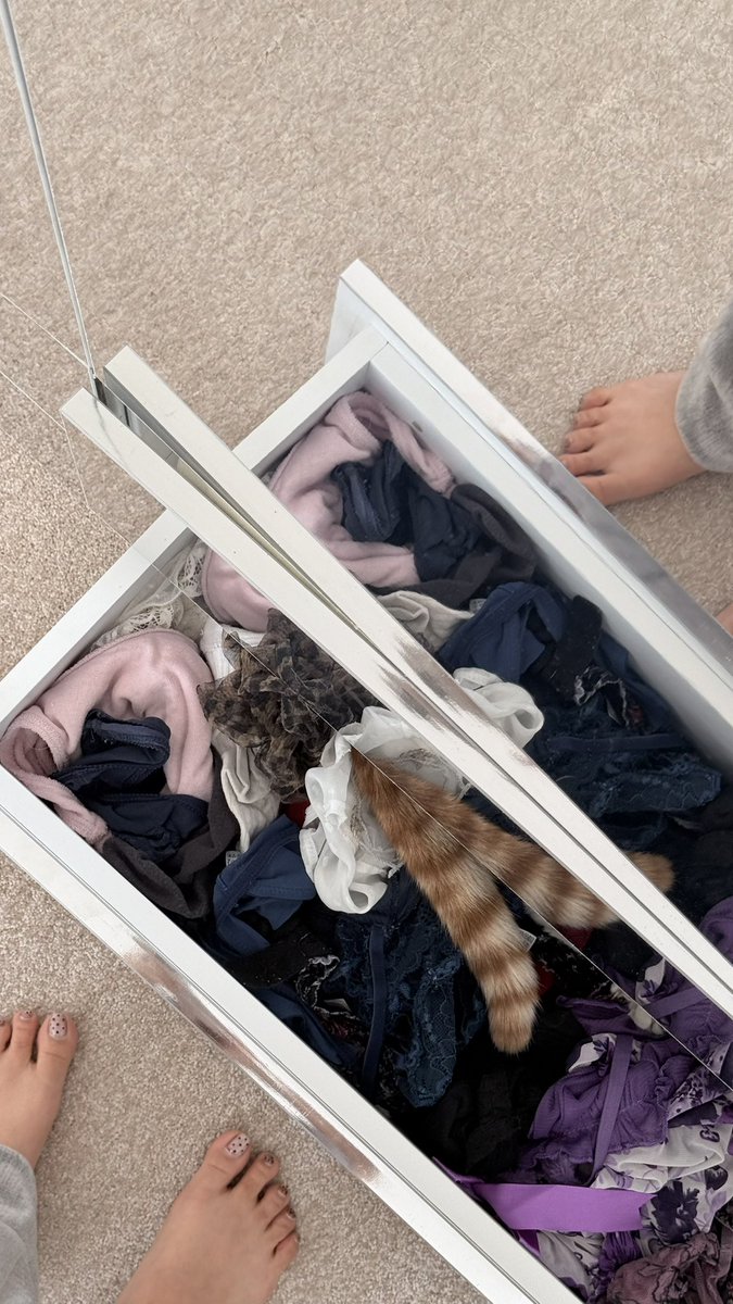 حسم بهم میگه یه گربه اینجا قایم شده!