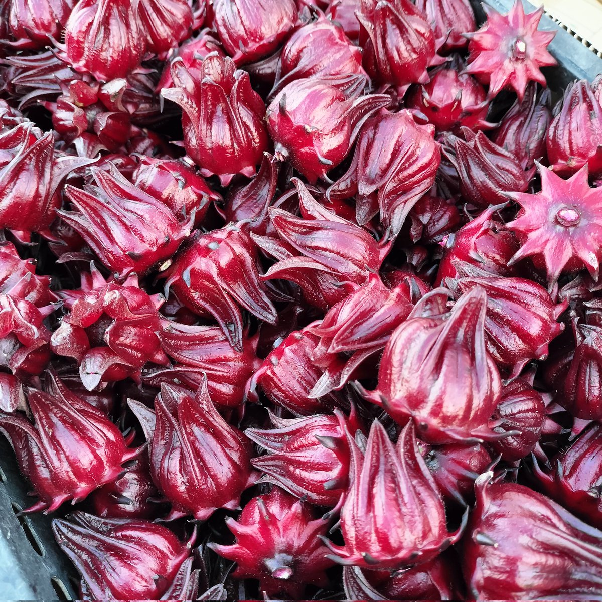 毎日収穫しても
とりきれない程あるけれど
それでも寒くなってきてるので
 #ローゼル は今週いっぱいくらいで終了の予感
是非、お早めにご注文ください🙏
 
 #おやまの農園ほーんびる

ご注文は↓↓↓
taberutokurasuto.com/shop/hornbill/…