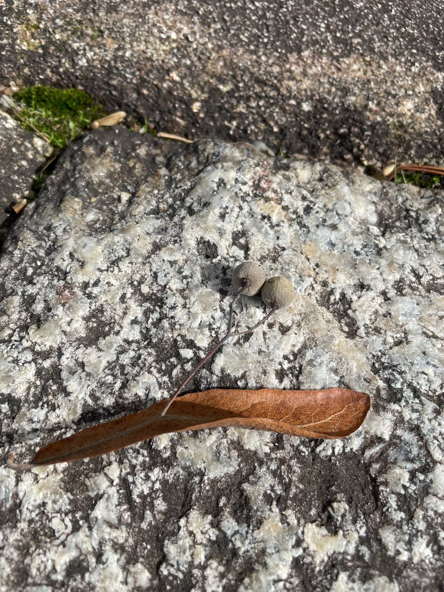 大仏さまの民 on X