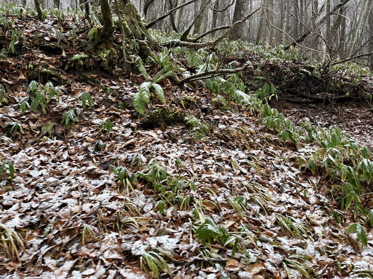 昨日那須塩原に紅葉見てきました
標高高いところ雪降っててビビった