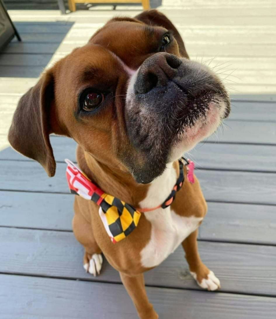 Boxer Dog Lovers & Owners tweet media