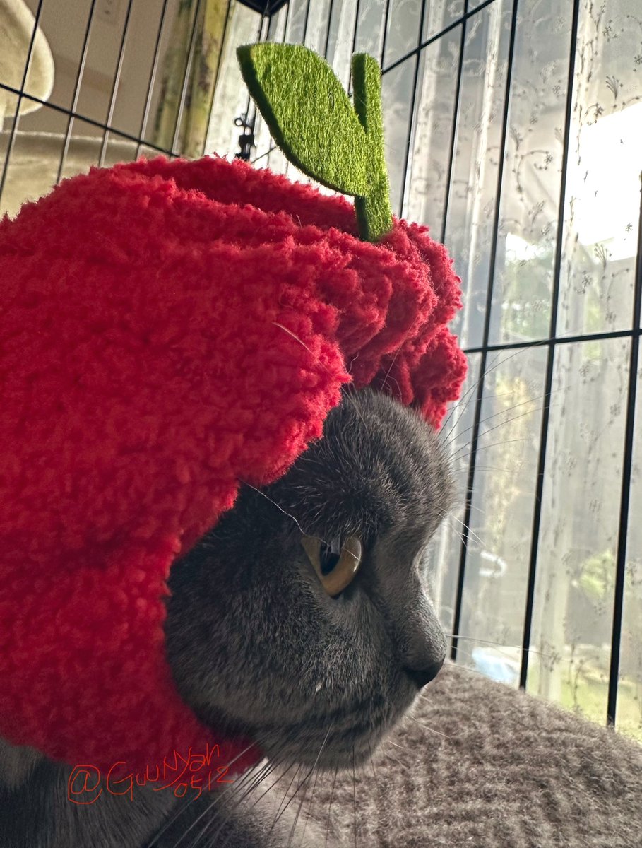 ぎゅな☺︎︎︎︎ グーニャン (@GuuNyan0512) / Posts / X