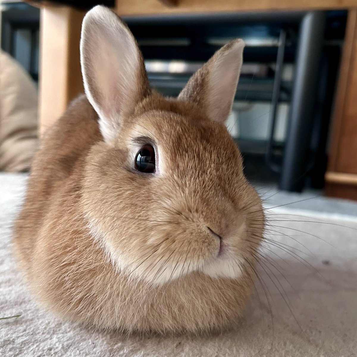 makyonga's tweet photo. #立ち耳うさぎの日 https://t.co/MDXy3JL1VS