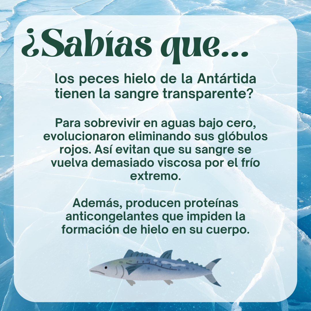 ❄️🐟

#ciencia #biología #divulgación #biologíamarina #peces
