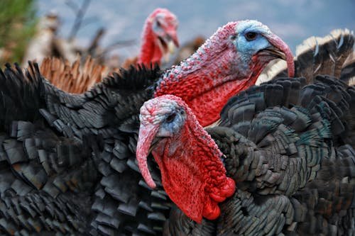 ペンギンから何に変わる乃かなァ、同じトリ繋がりで、七面鳥かなァ(勿論ディフォルメしないで)