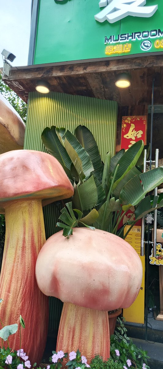 Red mushrooms, commonly referring to reishi mushrooms, offer benefits such as supporting the immune system, improving heart health, and possessing antioxidant and anti-inflammatory properties. They may also help with managing blood sugar and fatigue.