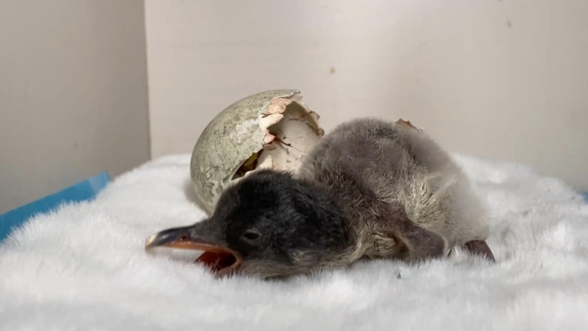 ChinaDaily's tweet image. #OneMoment Sunasia Ocean World in Northeast China&apos;s Dalian has recently welcomed a wave of baby #penguins.

The aquarium&apos;s first hatching of 2025 took place on Oct. 29. This was followed in recent days by the emergence of several more chicks.