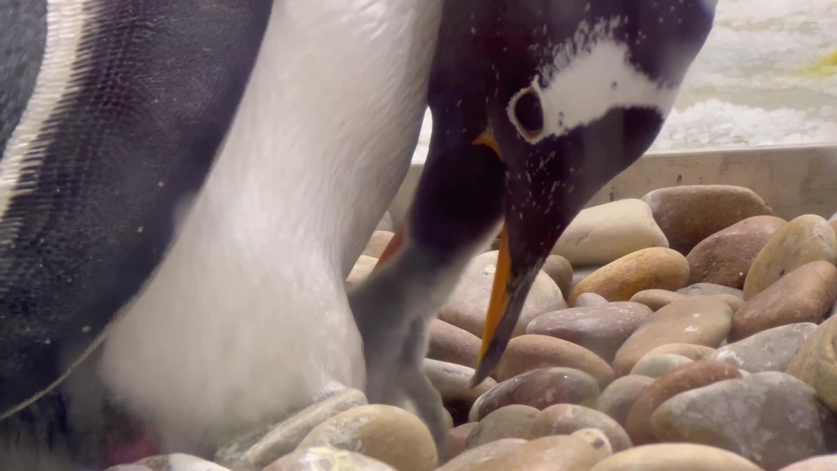 ChinaDaily's tweet image. #OneMoment Sunasia Ocean World in Northeast China&apos;s Dalian has recently welcomed a wave of baby #penguins.

The aquarium&apos;s first hatching of 2025 took place on Oct. 29. This was followed in recent days by the emergence of several more chicks.