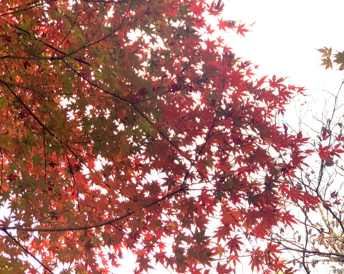 三日月様*.゜ 三日月𓏸𓈒꙳☽ on X