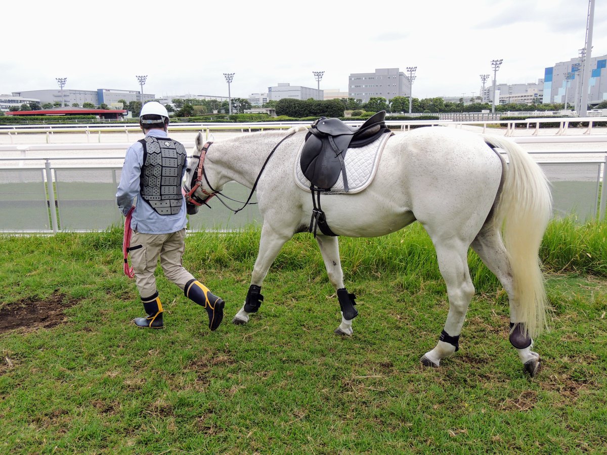 馬の取扱い研修⑦】 曳き馬で馬とのやり取りに慣れてきたら、いよいよ