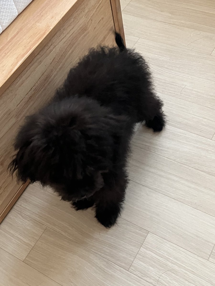 nomorelostpets's tweet photo. 🆘️대구 서구 중리동 상리공원🆘️ 인근
유실된 😢5개월 아기강아지 😢
까만 푸들 쿠로를 찾아요!
@grace_happydog https://t.co/tJDOPe5Het