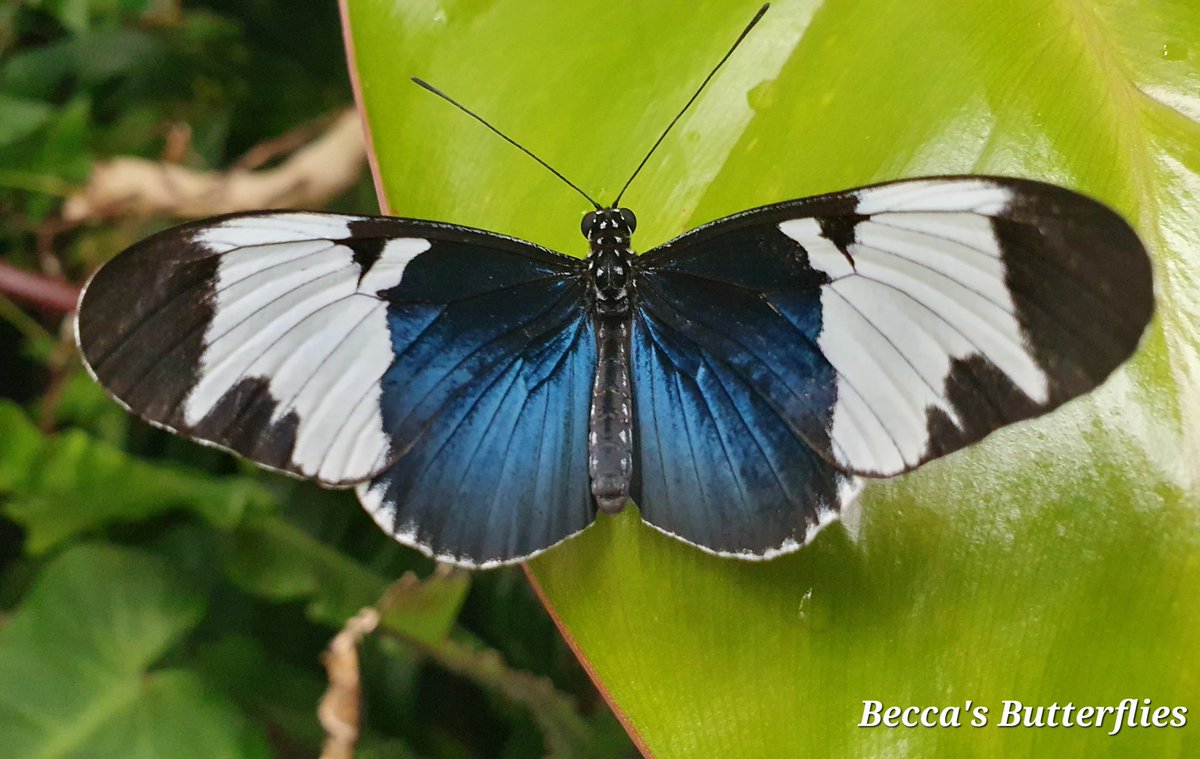 Rebecca's Butterfly Farm (BCyA) tweet media