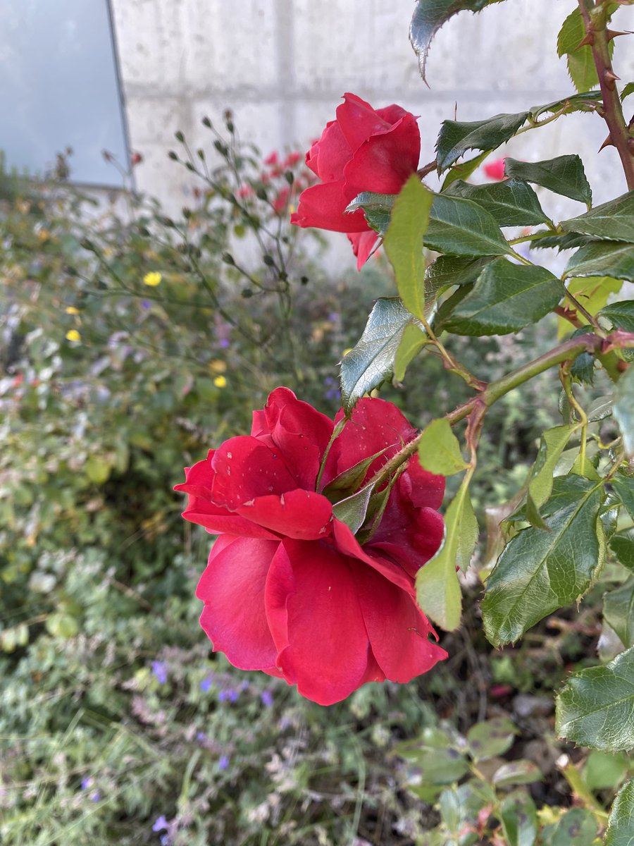 Sonia Zuccaro tweet media