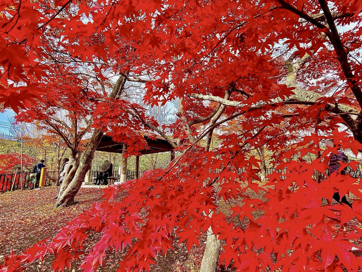 花禅の庄【青森県黒石市】 tweet media
