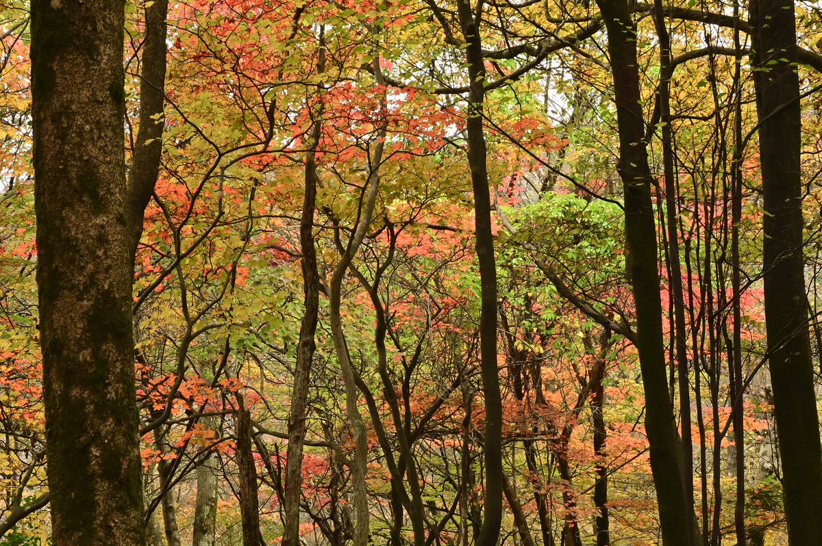 CyPm4f's tweet image. #写真好きな人と繋がりたい
イロトリドリノセカイ。