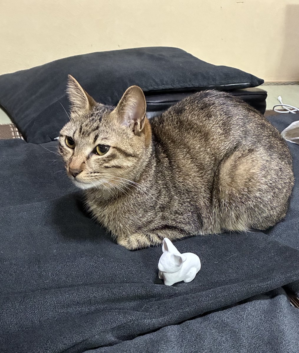 ﾑｰ (@Muuuunekoneko) / Posts / X