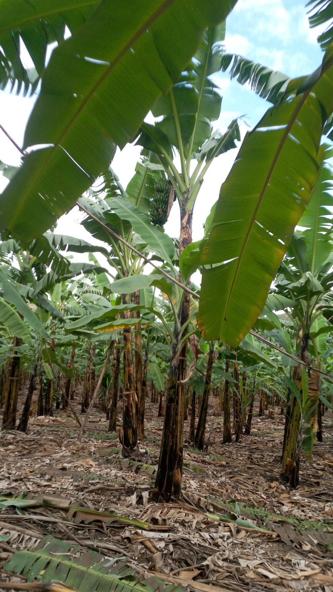 MPSbenjamin's tweet image. I love these fruits.