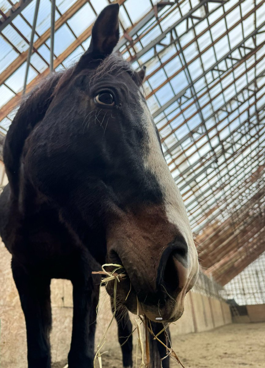 ロイズちゃんが、午後4時くらいをお知らせします。