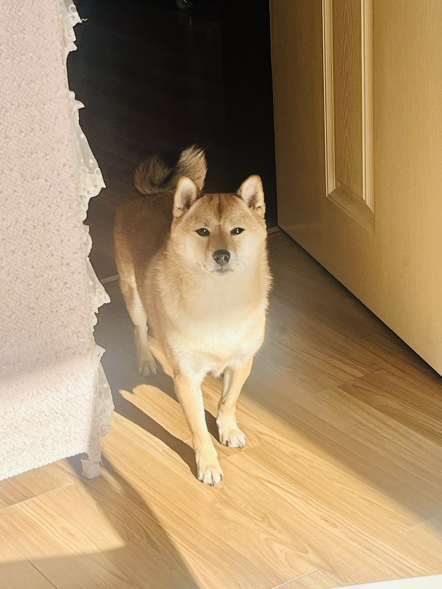 AXLotus_bot's tweet photo. 🐶🐱 https://t.co/Y228H8FhUB