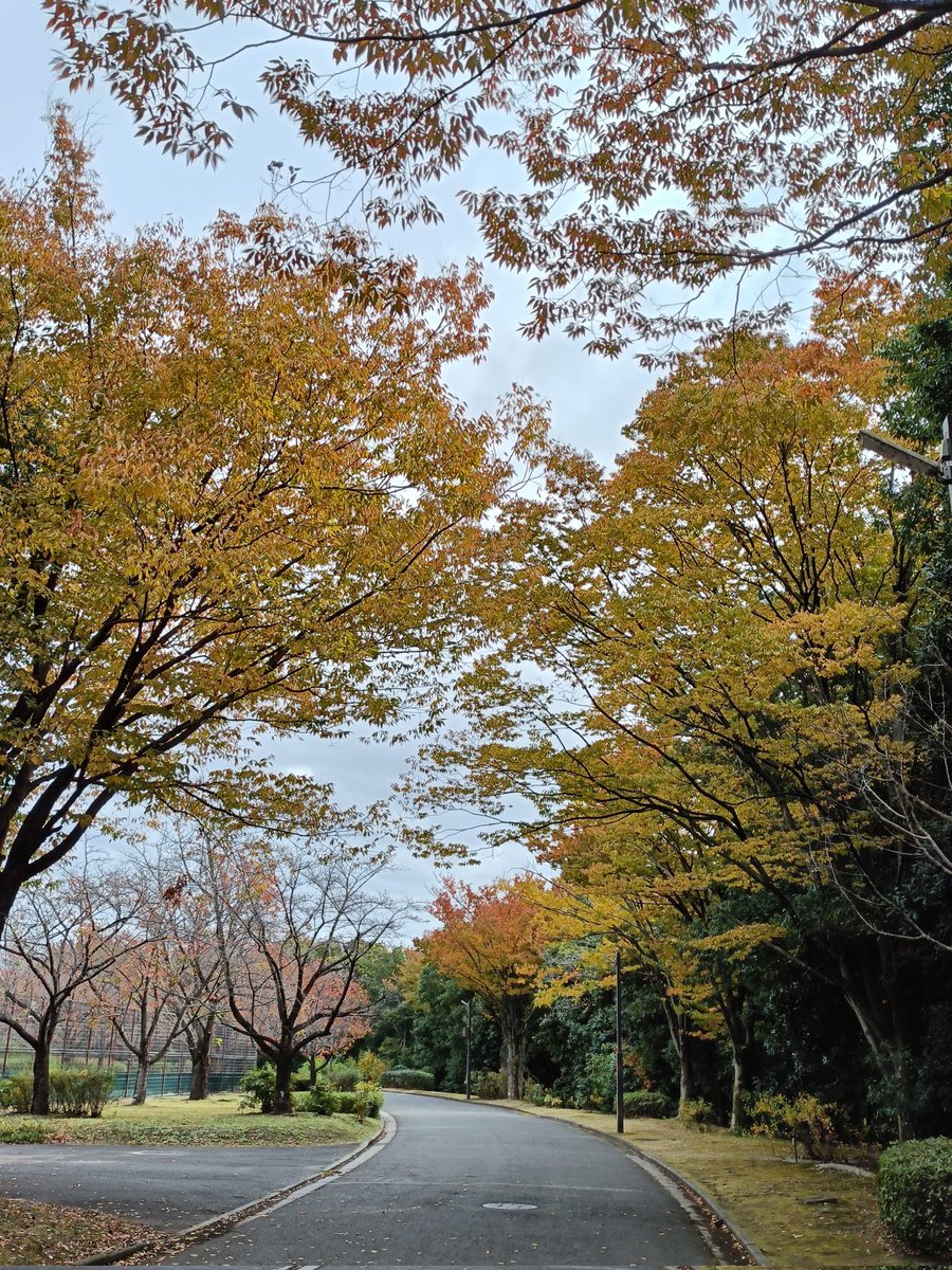 STEPN82291017's tweet image. 今日は26エナ。
公園の木々も色付いてきました。
MB Lv.8開封は大当たり。
GOの背景は金ヶ崎緑地（福井県・2019年5月）
STEPNアクティベーションコードどうぞっ
01276790
#STEPN
#activationcode
#stepnactivationcode
#STEPNGO