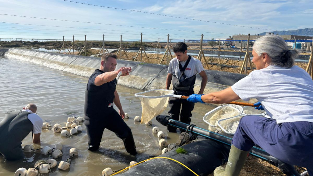 IPesqueras's tweet image. #Proyectos | El IRTA (@irtacat) logra resultados &quot;prometedores&quot; en el desarrollo de sistemas de acuicultura multitrófica integrada. 

🔹Primeros resultados del proyecto internacional #BlueBoost: buff.ly/eQ4IRaD