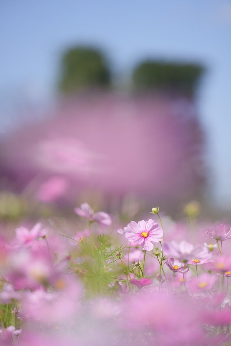 ちゃむ (@viewcham) / Posts / X