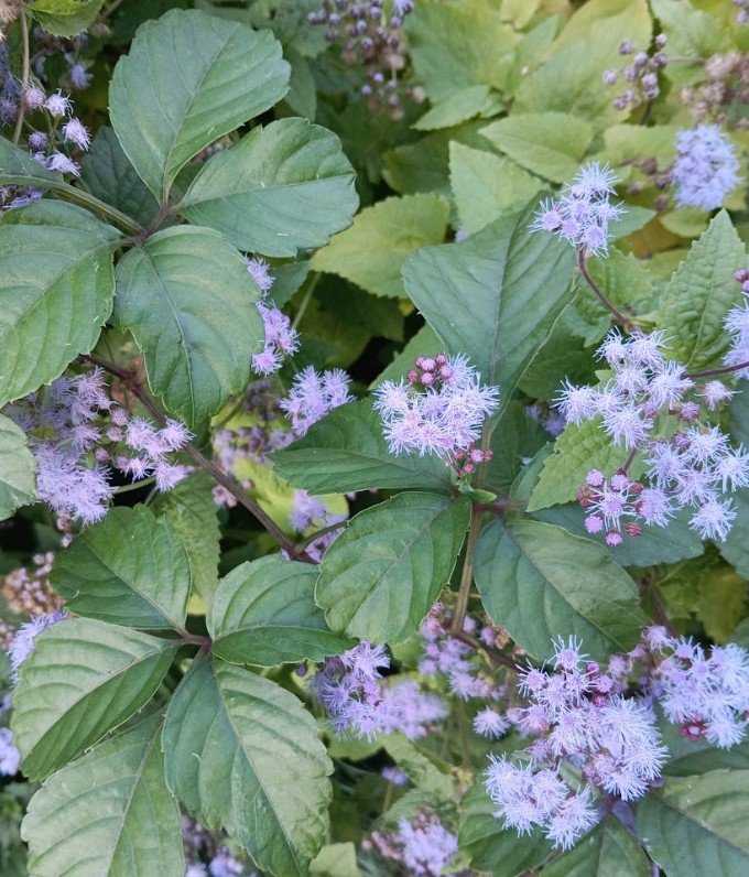 紫パフェ＊エンブレム神葉コレクション nana's green tea】大人気！ハロウィンのかぼちゃパフェ&紫いもラテが