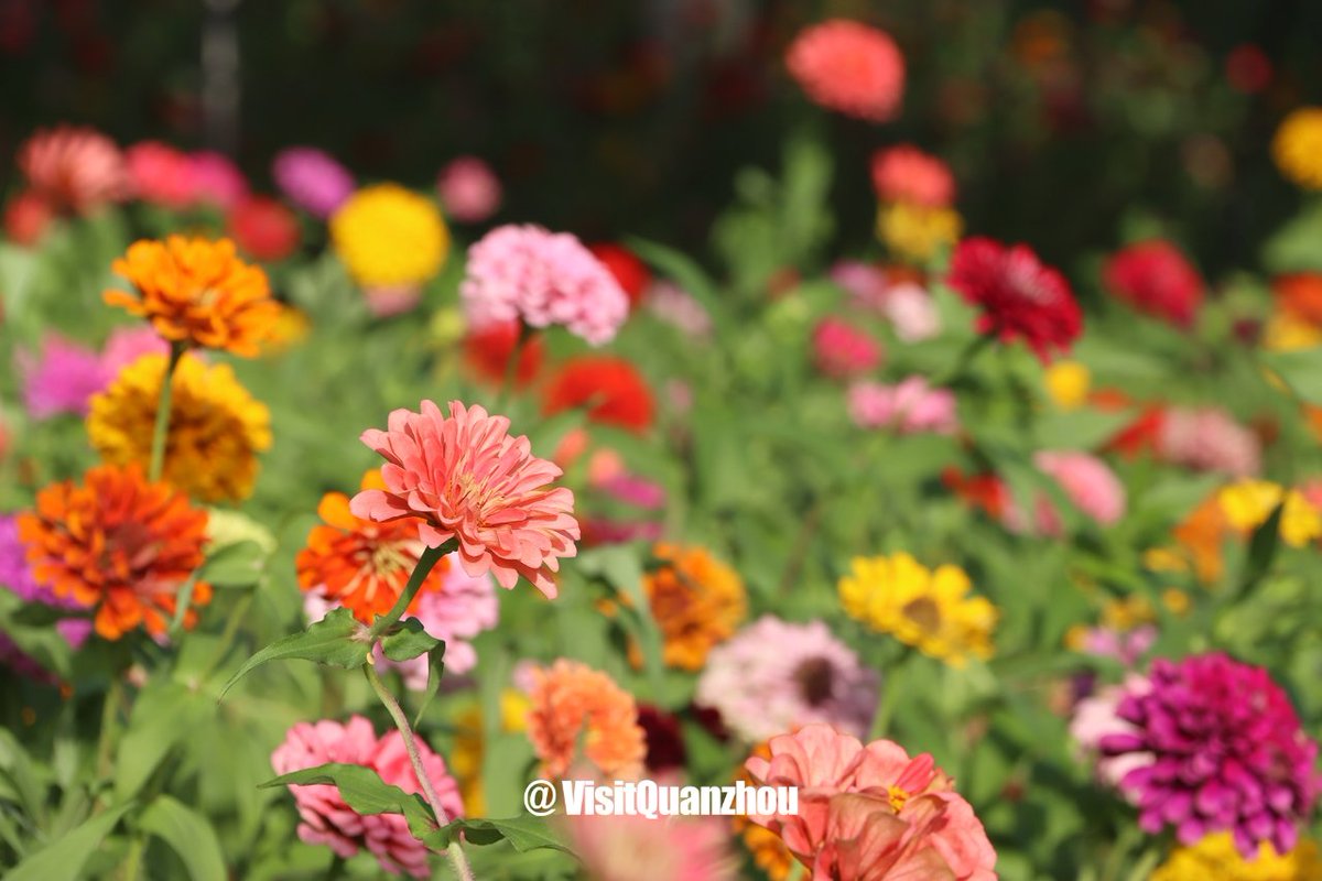 VisitQuanzhou's tweet photo. A floral sea unfolds in Quanzhou! ❤️Waves of zinnias fill the city with autumn romance. #citylife #cityromance https://t.co/GtUtYQeZMx