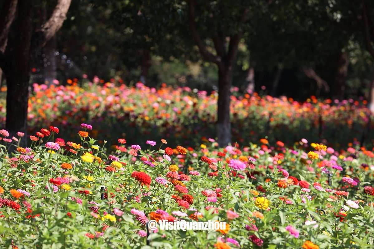 VisitQuanzhou's tweet photo. A floral sea unfolds in Quanzhou! ❤️Waves of zinnias fill the city with autumn romance. #citylife #cityromance https://t.co/GtUtYQeZMx