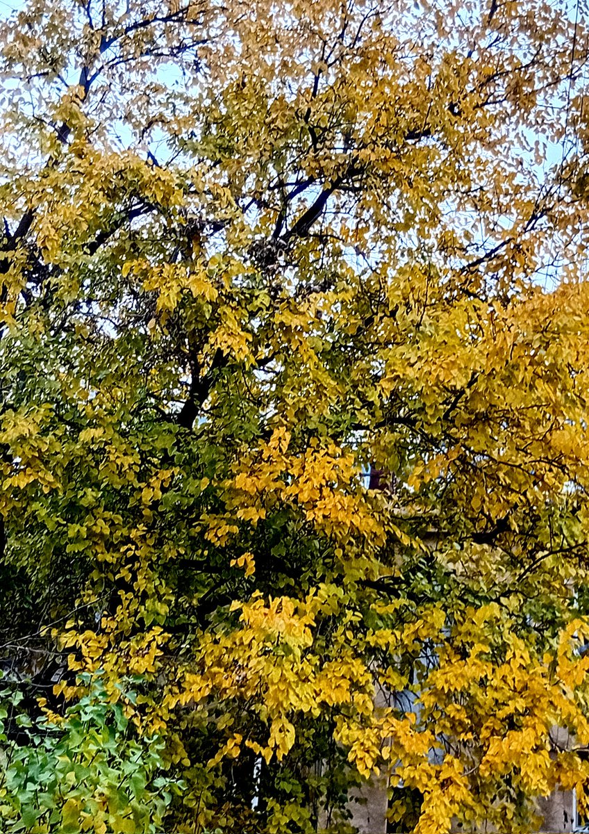 Катерина Галич tweet media