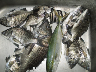 遊神チヌSP　様　確認ページ❗ 遊神チヌSP 様 確認ページ❗ 遊神チヌSP 様 確認ページ❗ 遊神チヌSP