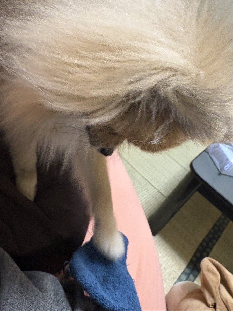 はしばみしんしあ on X