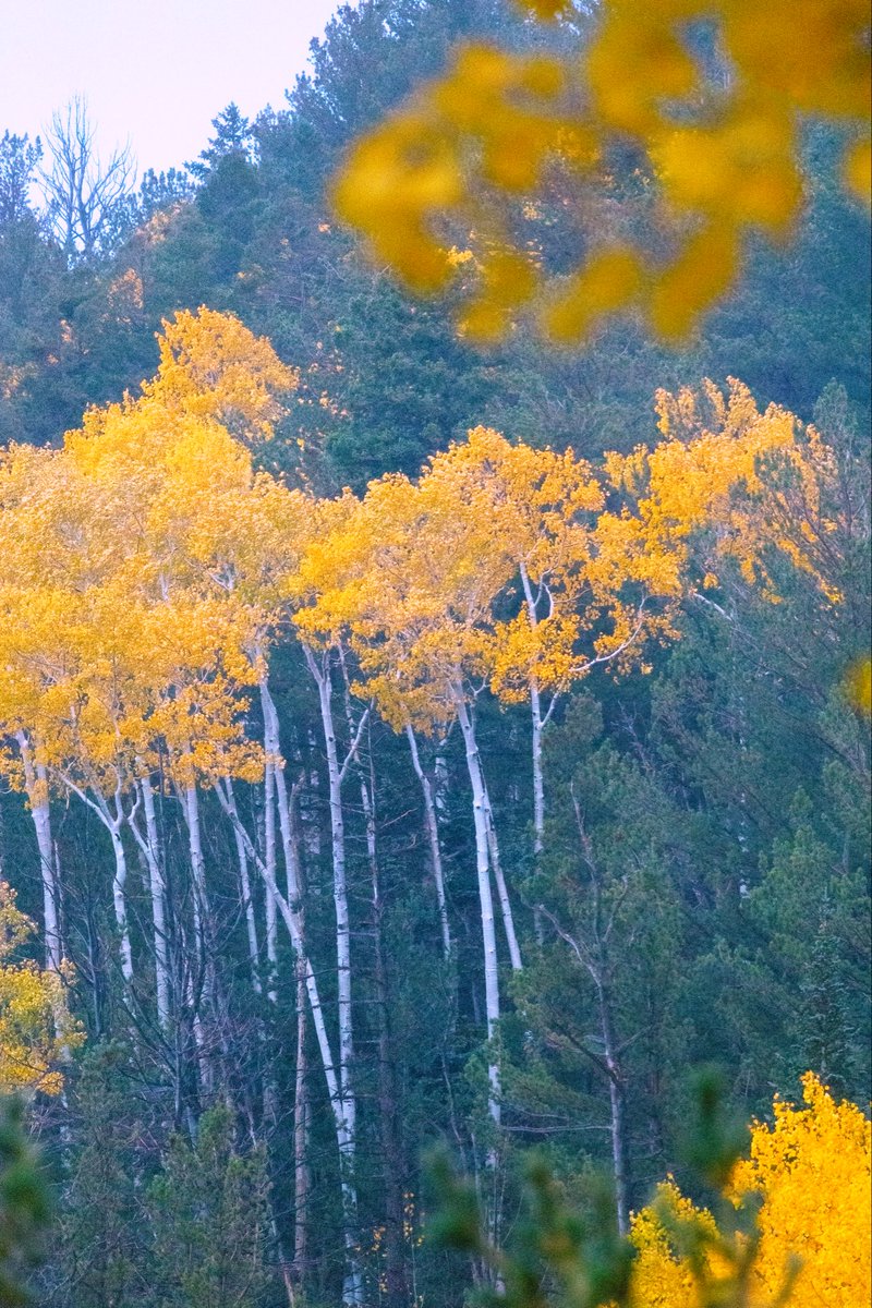 blakesneed's tweet photo. Aspens in Autumn during an Afternoon Thunderstorm, Northern Arizona, USA, October 2025 https://t.co/Fx3QIcLDxD