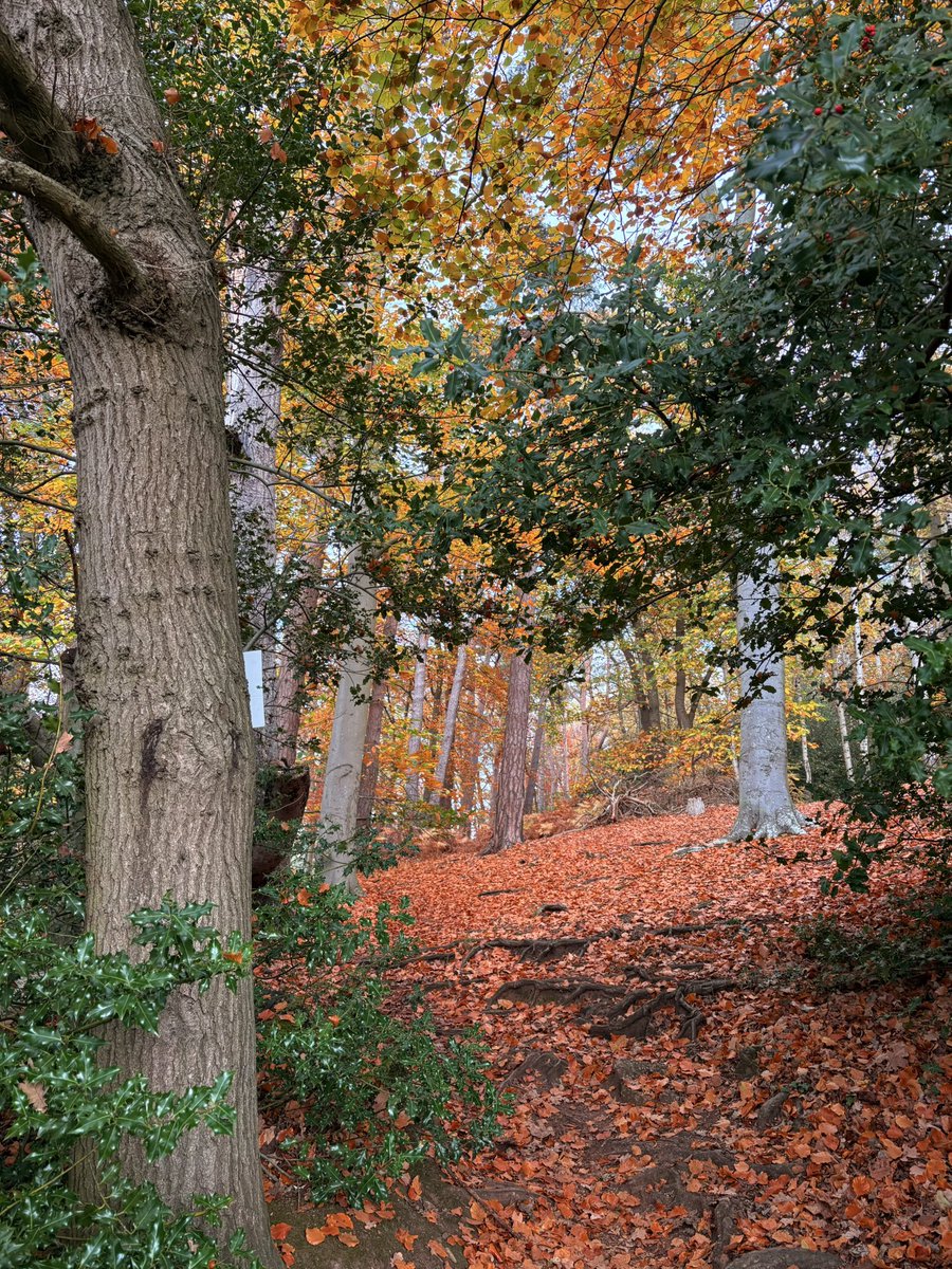 barbosavl's tweet image. Good morning with an autumnal scene from my run through woodlands at the weekend for #ThickTrunkTuesday 
Have a fun day!
#trees #TuesdayTrees #woodlands #NaturePhotography #TuesdayFeeling