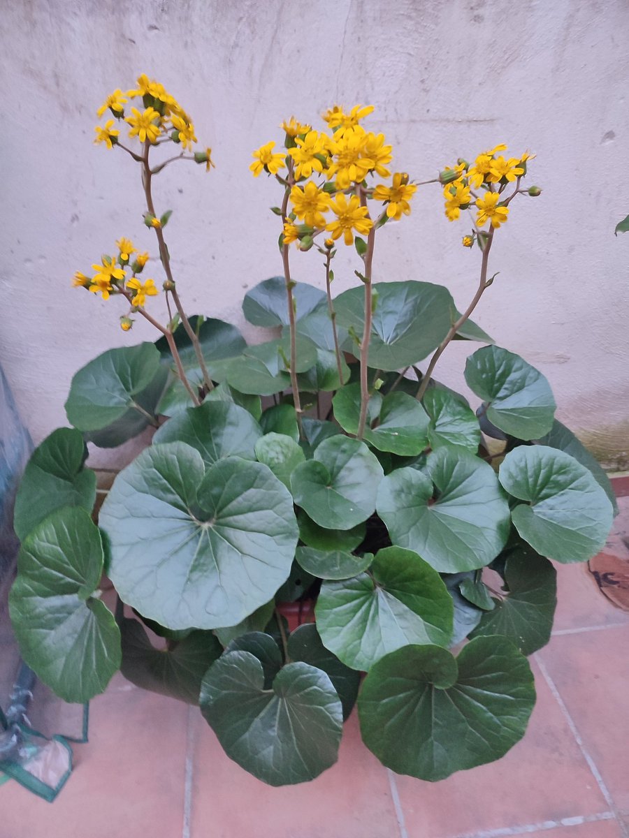 Jaume Monés 🆂🅴🅽🅳🅴🆂 tweet media