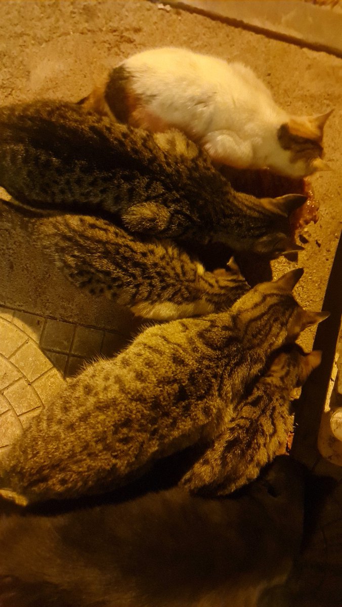 MORNING CHOW TIME

So dark you can't even see Cuddles on the end....so cold out, I feel so bad for them