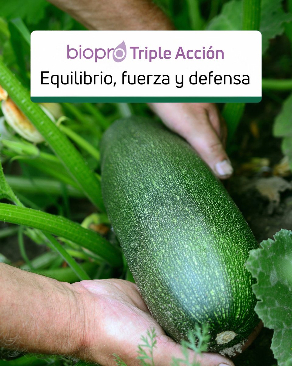 💚 BIOPRO Triple Acción combina microorganismos cuidadosamente para:

🔹Fortalecer el cultivo desde la raíz hasta la hoja.
🔹Promover su equilibrio biológico, favoreciendo una microbiota sana y activa.
🔹Potenciar la respuesta natural de la planta frente a situaciones de estrés.