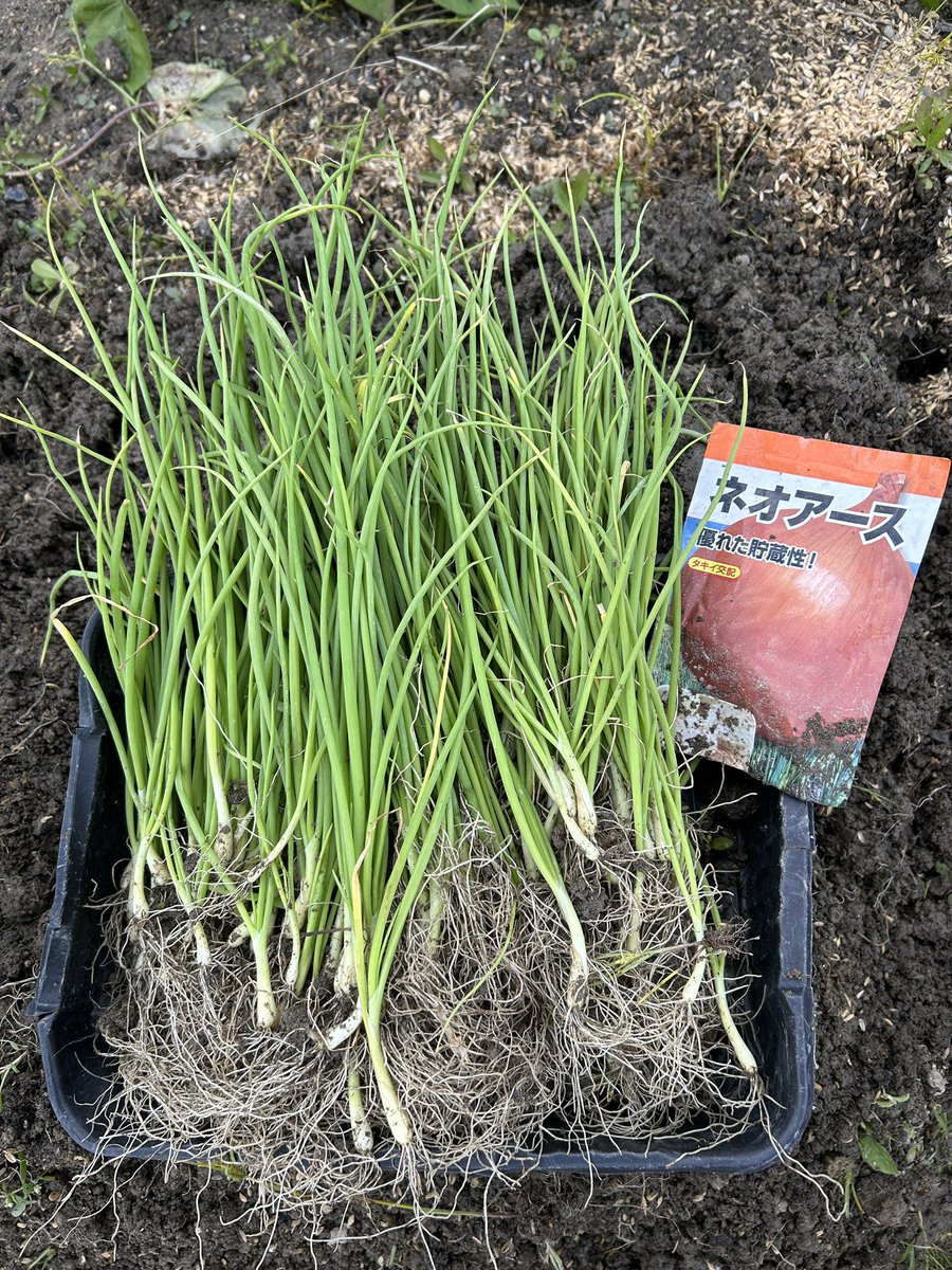 pipigreen24's tweet photo. 11月は突発的な事が重量級にあって大忙しです。
こちらは9月に種を蒔いたネオアース
早く移植しないと、と気になっていたものの、やっと今日植付けました。

今年は苗がうまく出来てて？！200本以上ありそう🧅🧅

苗が余らないように、スペースを作りながら植えきりました😃
半年強、がんばろうね！ https://t.co/V1EKDd79Vn