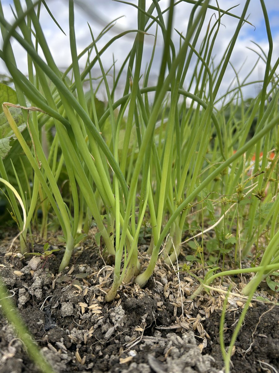 pipigreen24's tweet photo. 11月は突発的な事が重量級にあって大忙しです。
こちらは9月に種を蒔いたネオアース
早く移植しないと、と気になっていたものの、やっと今日植付けました。

今年は苗がうまく出来てて？！200本以上ありそう🧅🧅

苗が余らないように、スペースを作りながら植えきりました😃
半年強、がんばろうね！ https://t.co/V1EKDd79Vn