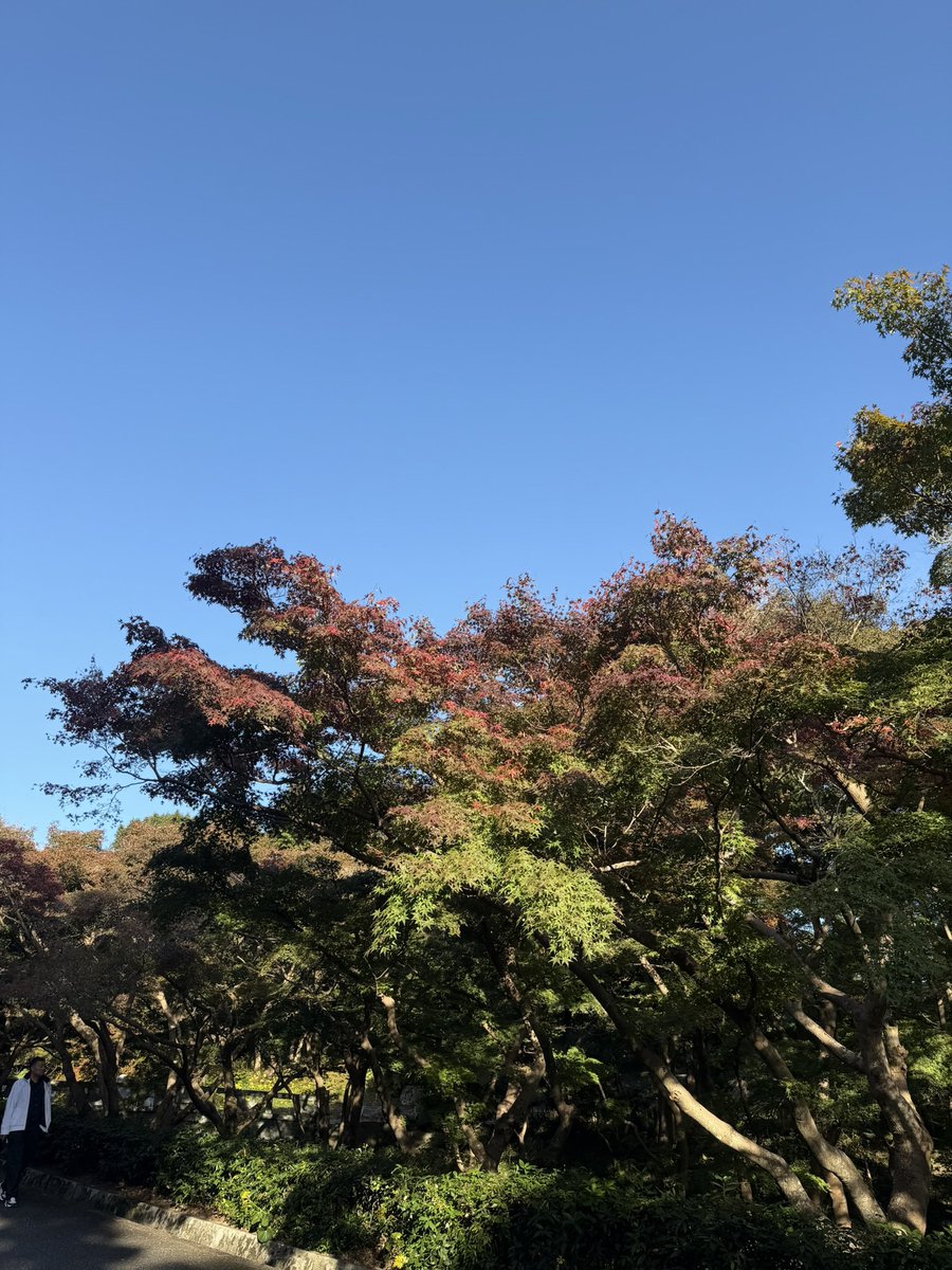 tatsuya4435's tweet photo. 防府市の紅葉🍁 https://t.co/gNe2EiFh8c