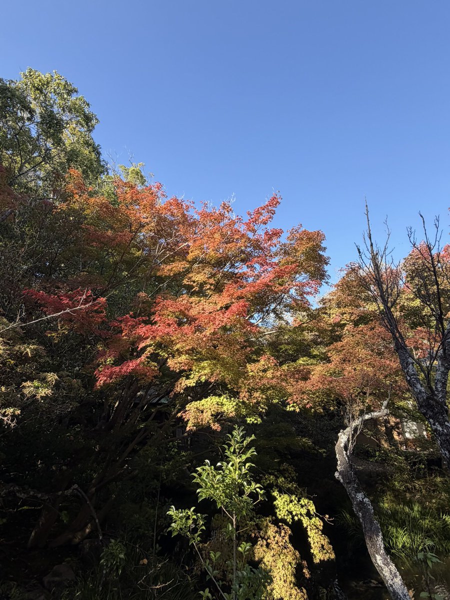 tatsuya4435's tweet photo. 防府市の紅葉🍁 https://t.co/gNe2EiFh8c