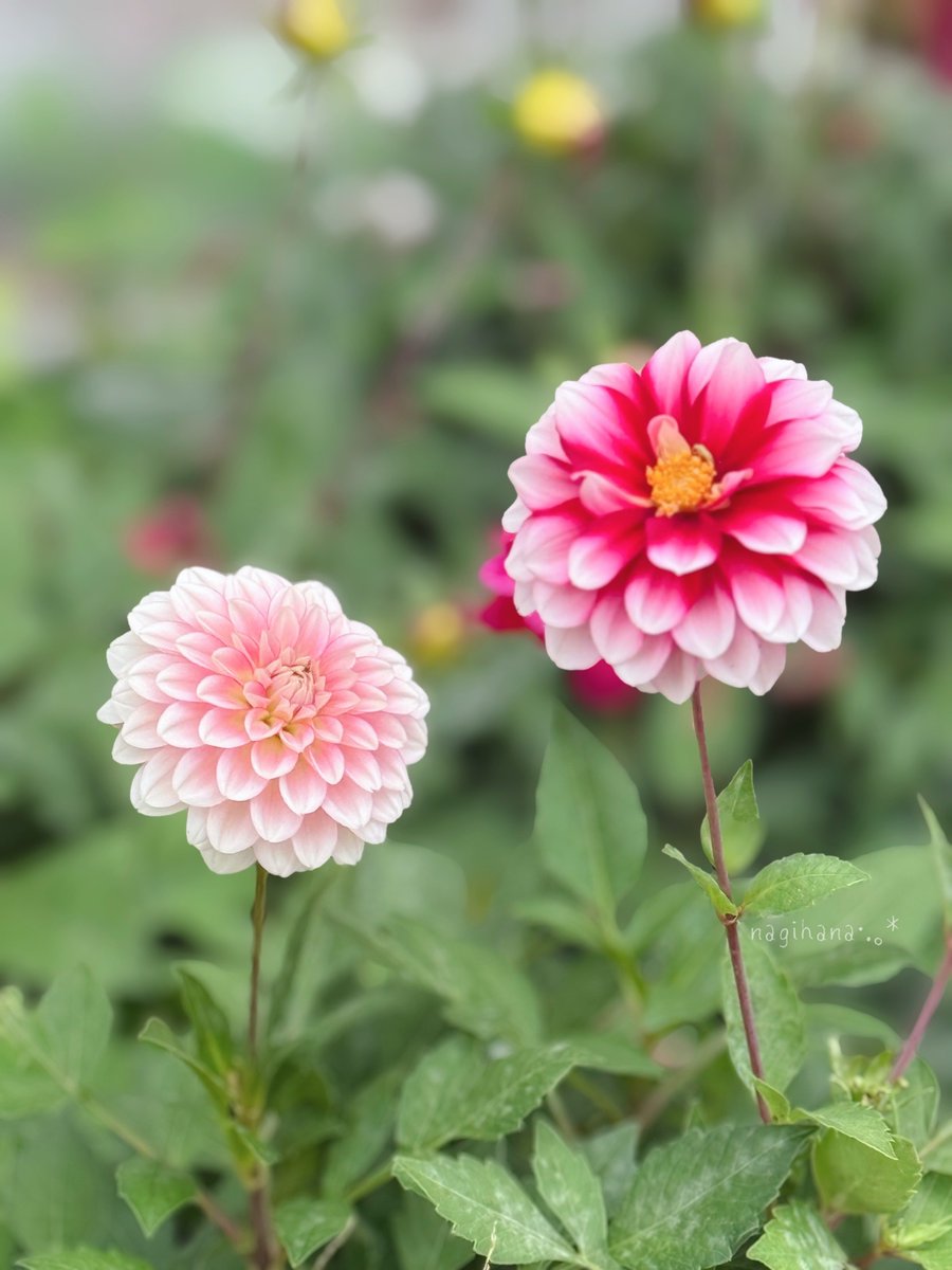 E3%82%AA%E3%83%84%E3%82%AB%E3%83%AC%E3%82%B5%E3%83%9E%E3%83%87%E3