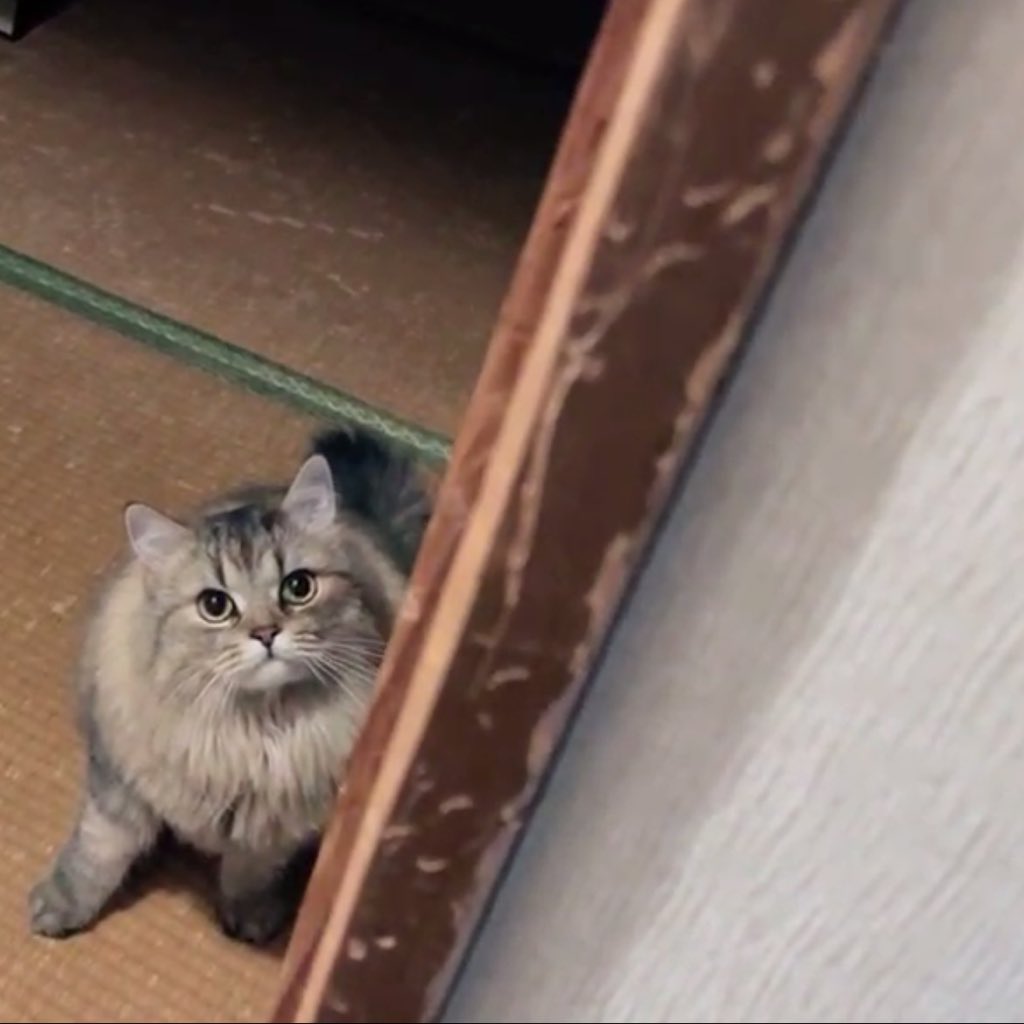 neko_geto's tweet photo. ｼﾞｯ…

#猫 #猫のいる暮らし https://t.co/jxJv5Fyfah