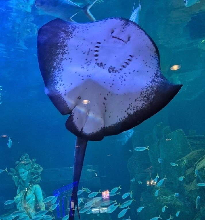 실제 가오리보다 백배 더 귀여움 😆