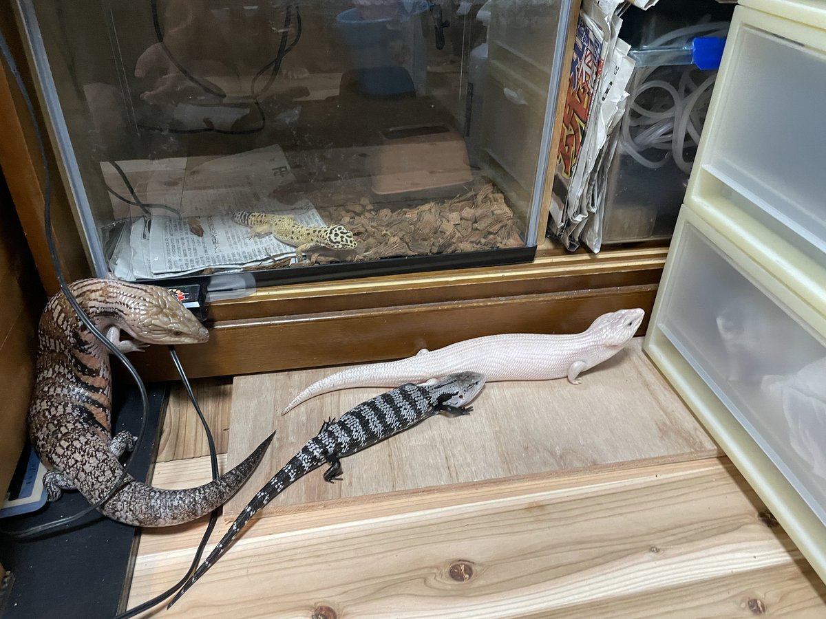 我が家のアオジタトカゲたち🦎

そして、奥からレオパが真顔で見てます笑😈

＃キタアオジタトカゲ
＃アイボリー
＃アザンティック
＃スーパーハイポ
＃ホワイト