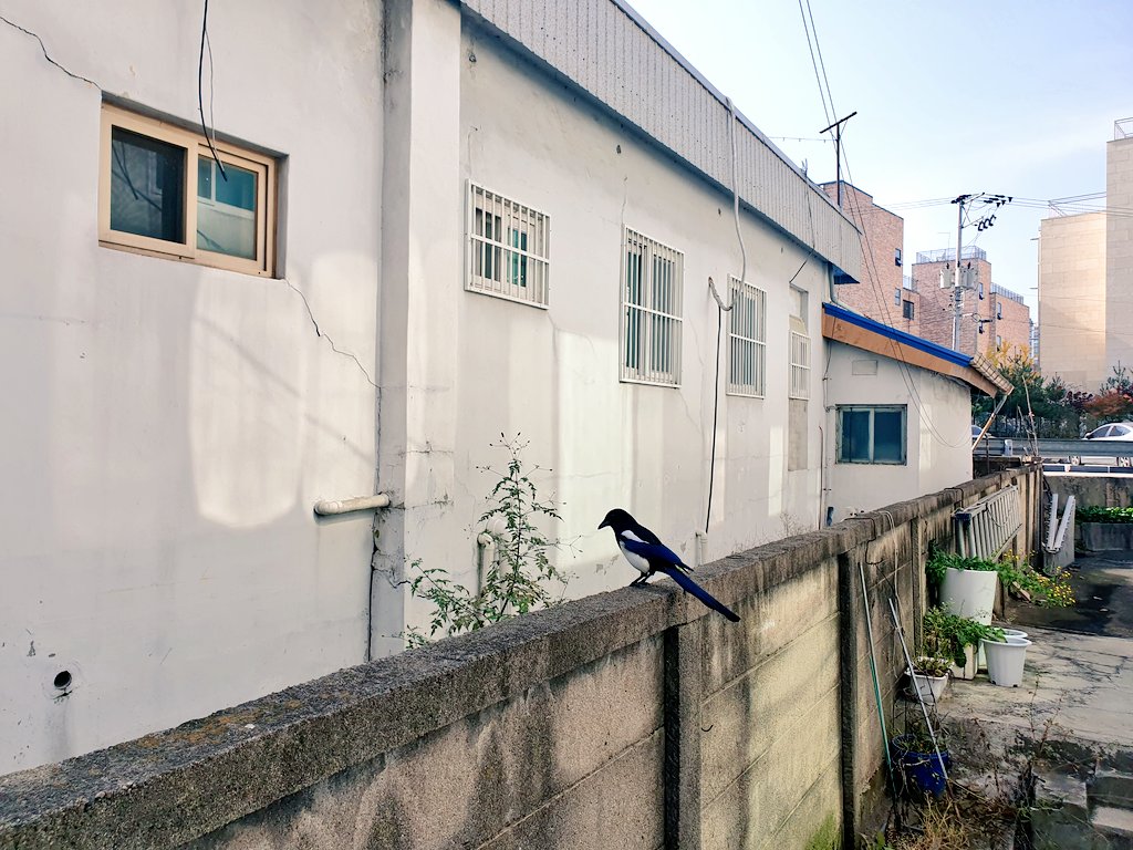dlqlcsk0321's tweet photo. 원주 까치 https://t.co/i6Jn3moc2i