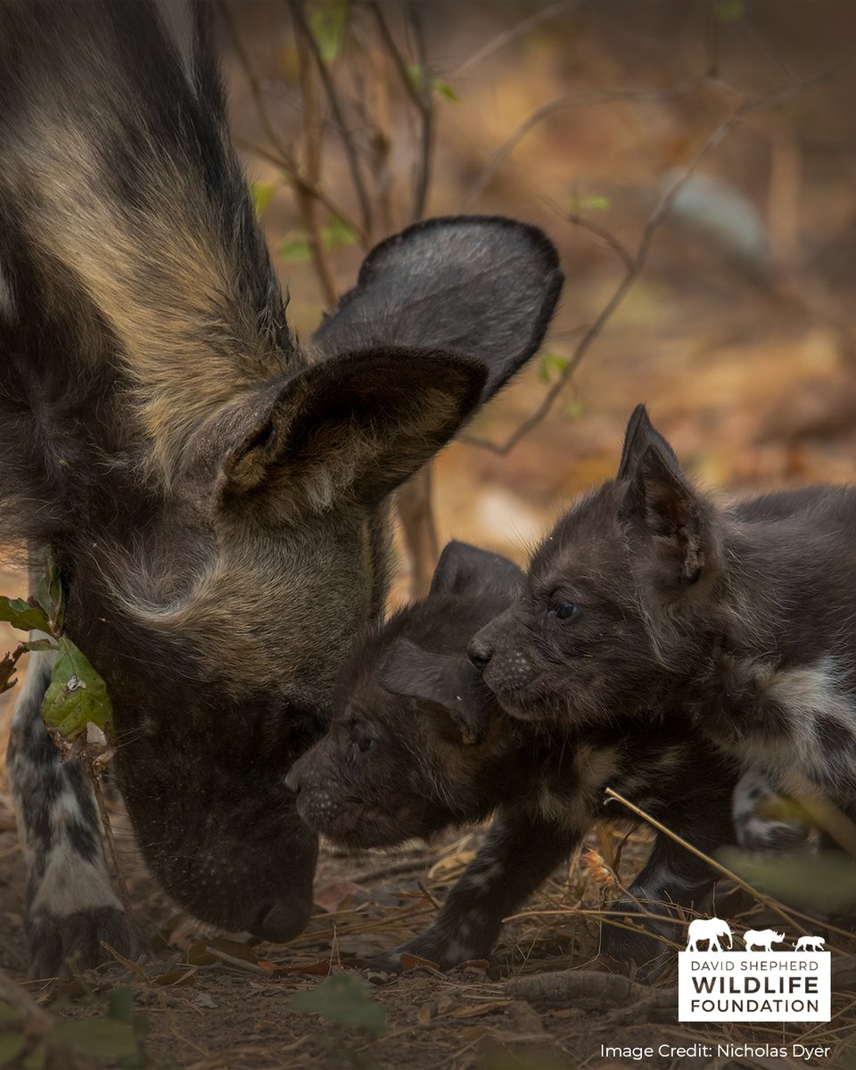 David Shepherd Wildlife Foundation tweet media