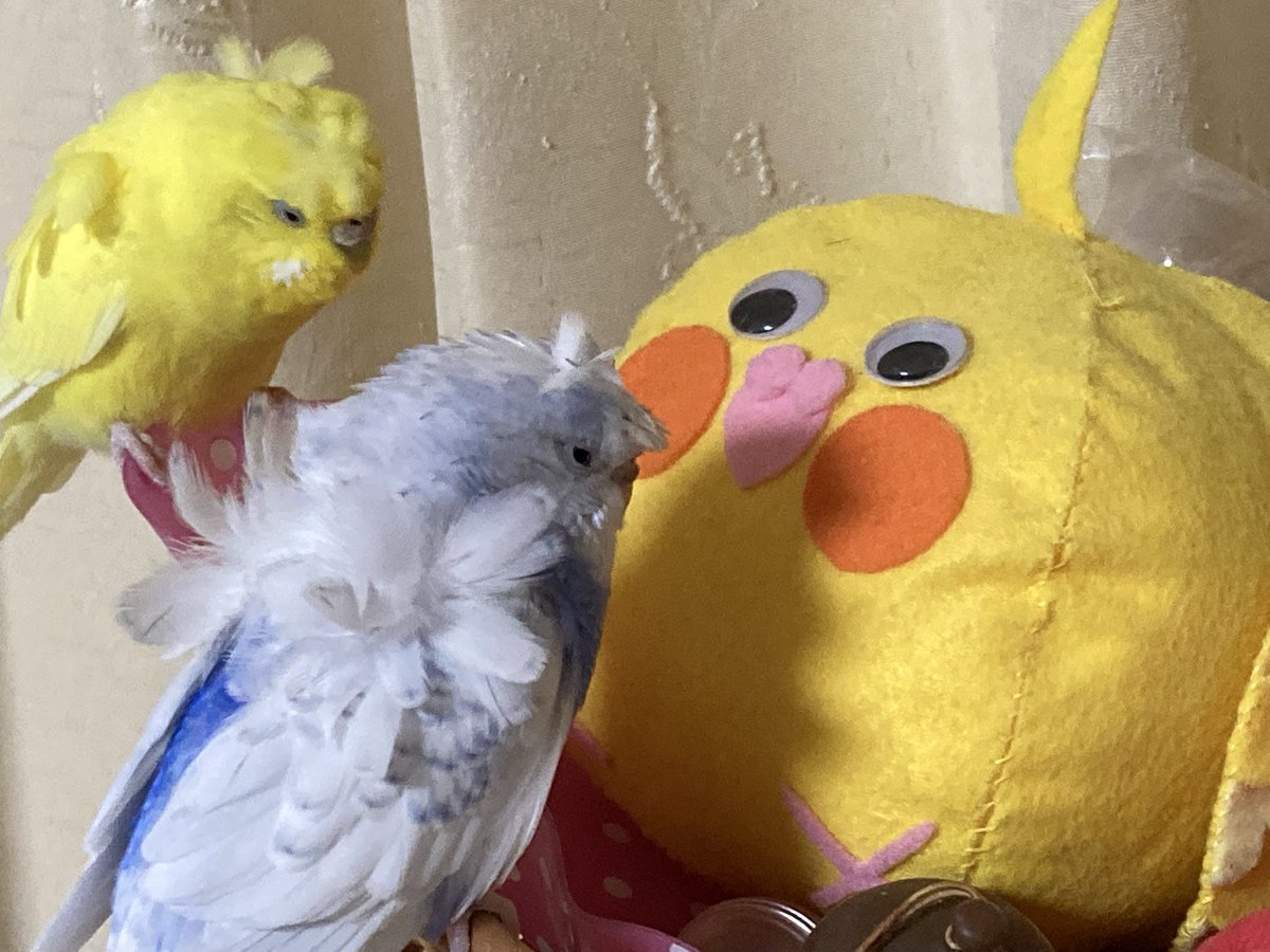 もふもふページ うめぼし on X