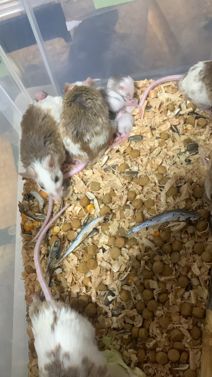 昨日新たにまたヤワゲが子供を産んでました